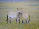 Divoké koně v Mongolsku - obrázek