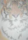 Tiger - obrázek
