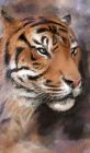 Tygr - obrázek