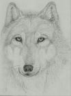 Wolf - obrázek